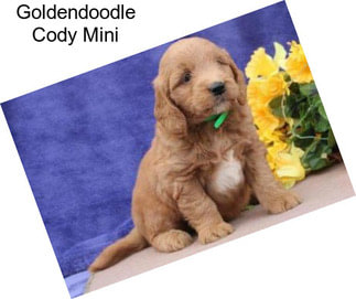 Goldendoodle Cody Mini