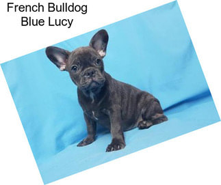 French Bulldog Blue Lucy