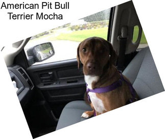 American Pit Bull Terrier Mocha