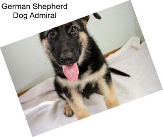 German Shepherd Dog Admiral