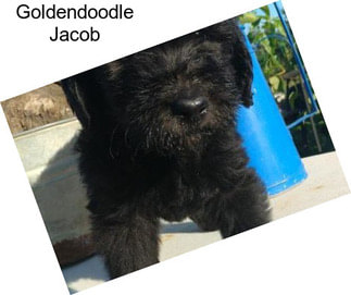 Goldendoodle Jacob