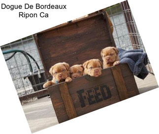 Dogue De Bordeaux Ripon Ca