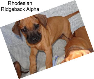 Rhodesian Ridgeback Alpha