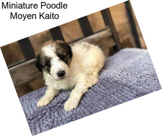 Miniature Poodle Moyen Kaito