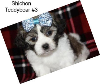 Shichon Teddybear #3