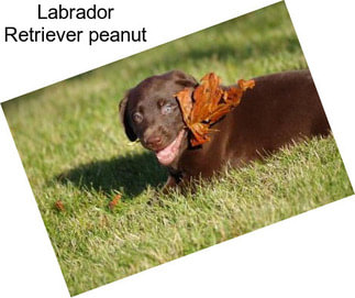 Labrador Retriever \