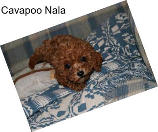 Cavapoo Nala