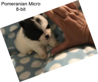 Pomeranian Micro 8-bit