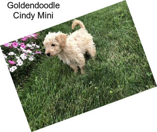 Goldendoodle Cindy Mini