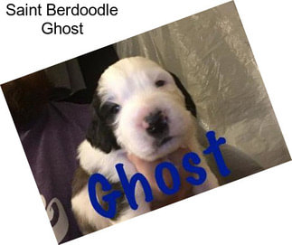 Saint Berdoodle Ghost