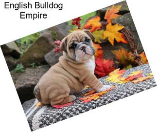 English Bulldog Empire