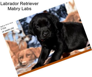 Labrador Retriever Mabry Labs