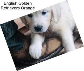 English Golden Retrievers Orange