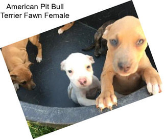 American Pit Bull Terrier Fawn Female