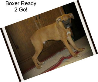 Boxer Ready 2 Go!