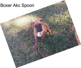 Boxer Akc Spoon