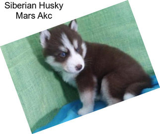 Siberian Husky Mars Akc