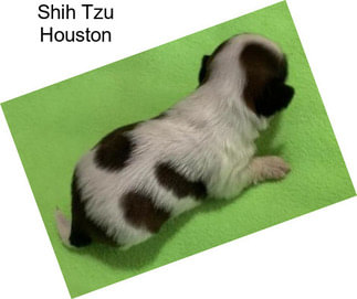 Shih Tzu Houston