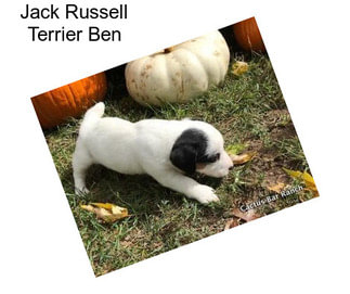 Jack Russell Terrier Ben