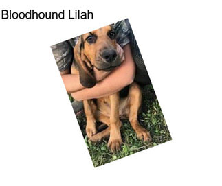 Bloodhound Lilah