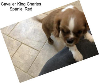 Cavalier King Charles Spaniel Red