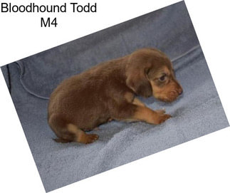 Bloodhound Todd M4