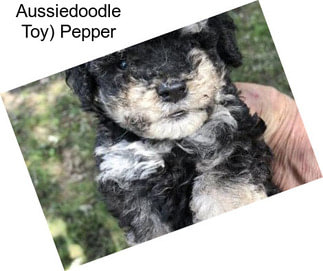 Aussiedoodle Toy) Pepper