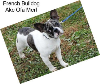 French Bulldog Akc Ofa Merl