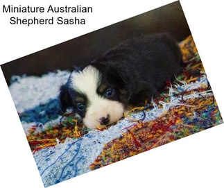 Miniature Australian Shepherd Sasha