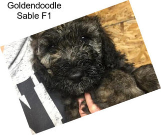 Goldendoodle Sable F1