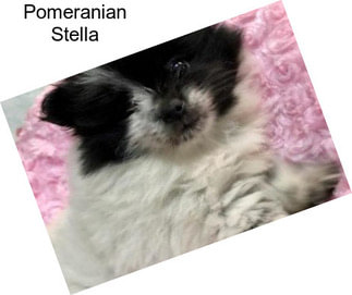 Pomeranian Stella