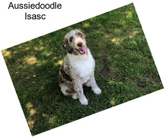 Aussiedoodle Isasc