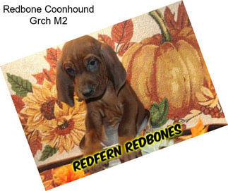 Redbone Coonhound Grch M2