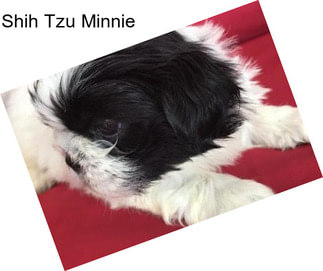 Shih Tzu Minnie