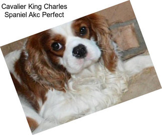 Cavalier King Charles Spaniel Akc Perfect