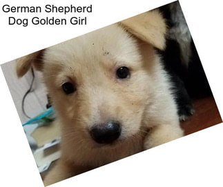 German Shepherd Dog Golden Girl