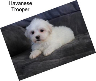 Havanese Trooper