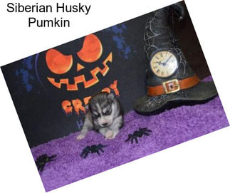 Siberian Husky Pumkin