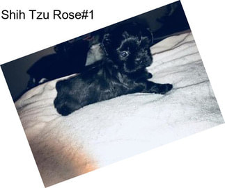 Shih Tzu Rose#1