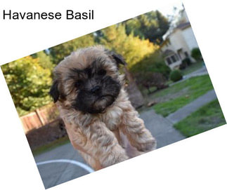 Havanese Basil