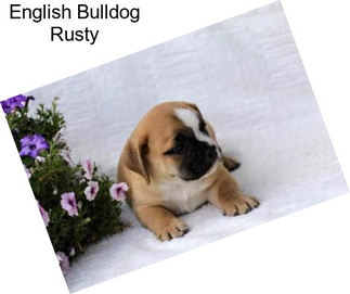English Bulldog Rusty