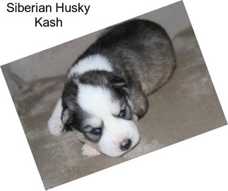 Siberian Husky Kash