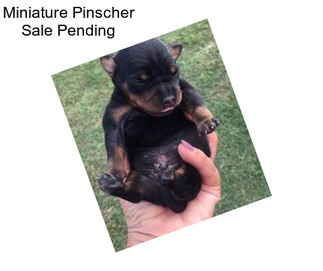 Miniature Pinscher Sale Pending