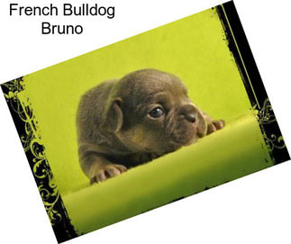 French Bulldog Bruno