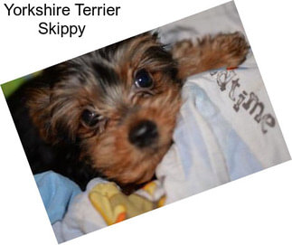 Yorkshire Terrier Skippy