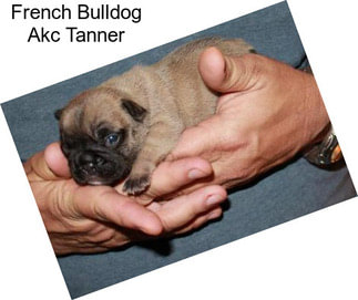 French Bulldog Akc Tanner