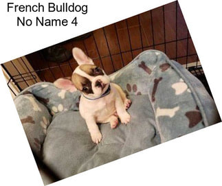 French Bulldog No Name 4