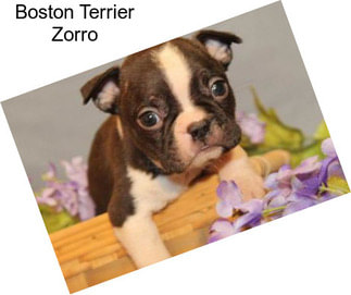 Boston Terrier Zorro
