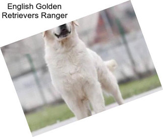 English Golden Retrievers Ranger