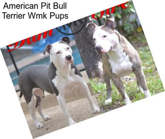 American Pit Bull Terrier Wmk Pups